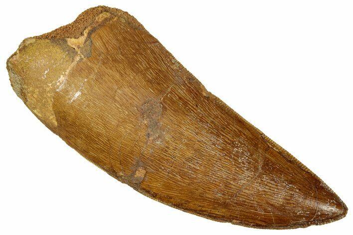 Serrated Carcharodontosaurus Tooth - Excellent Quality #330013